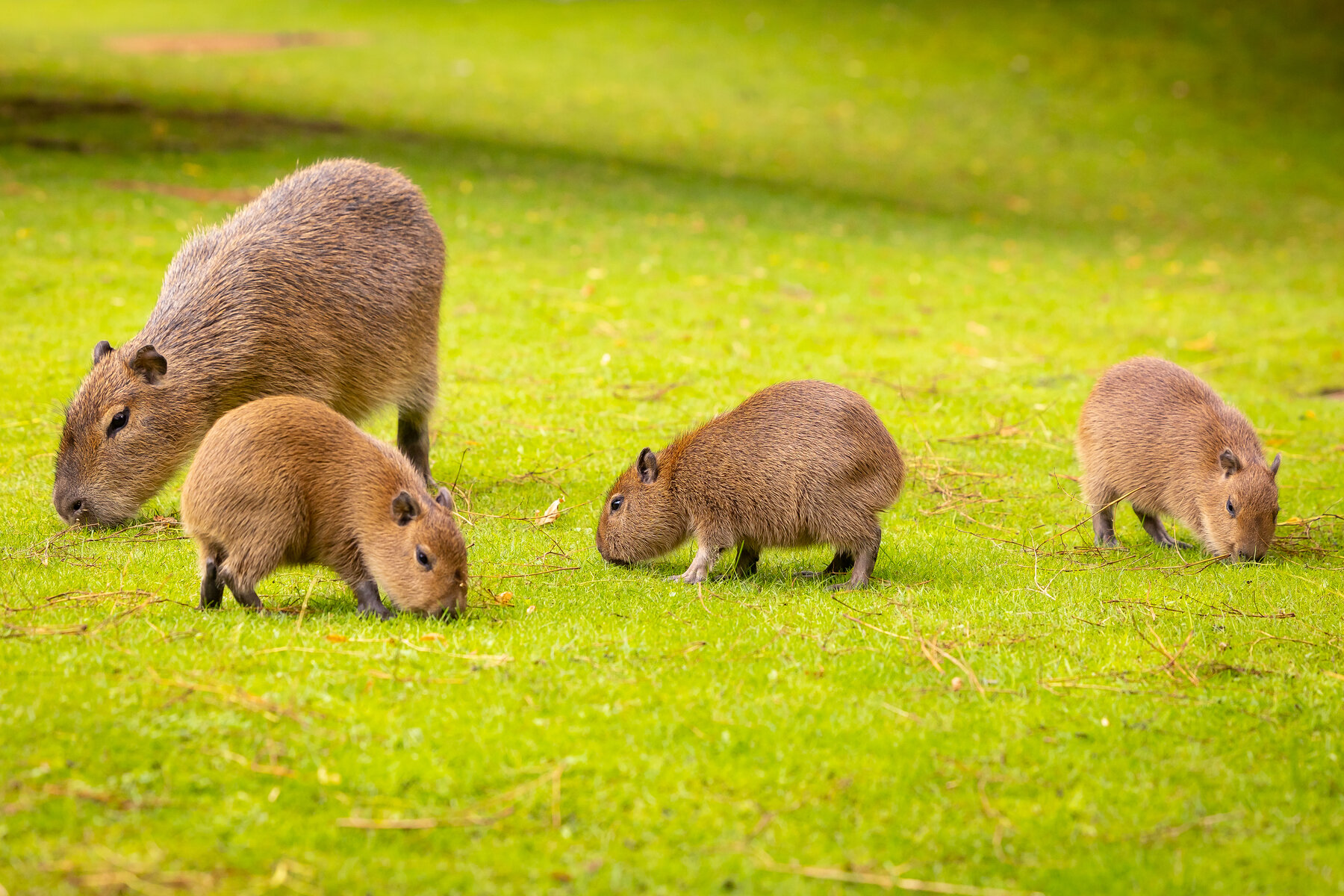 süße Capybara aus dem Zoo Berlin